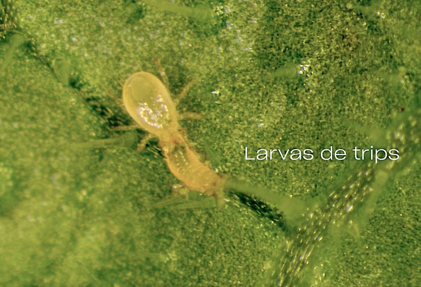 Un ácaro depredador Amblydromalus limonicus depredando una larva de trips.