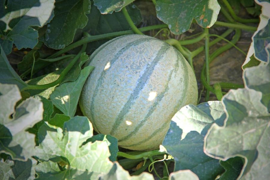 melón