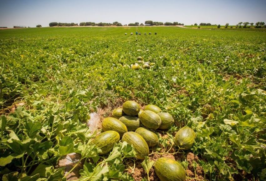 melones
