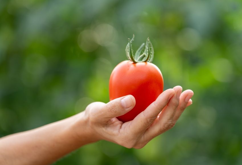 tomate nunhems