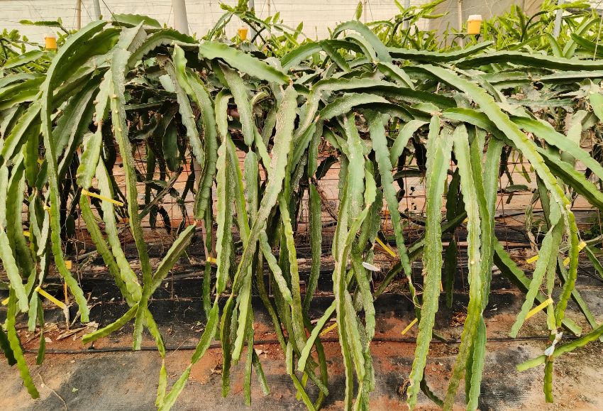 pitaya
