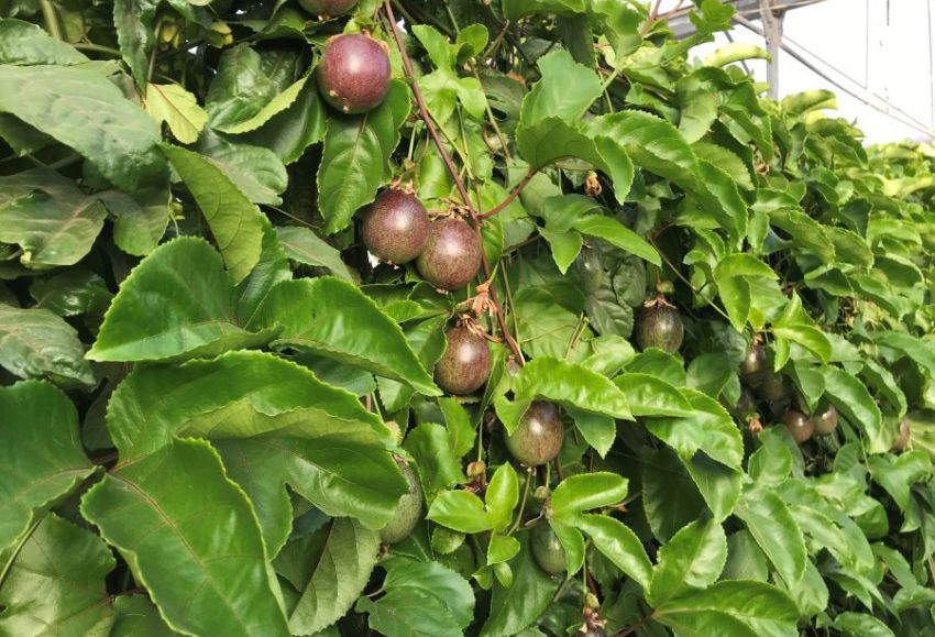 maracuya
