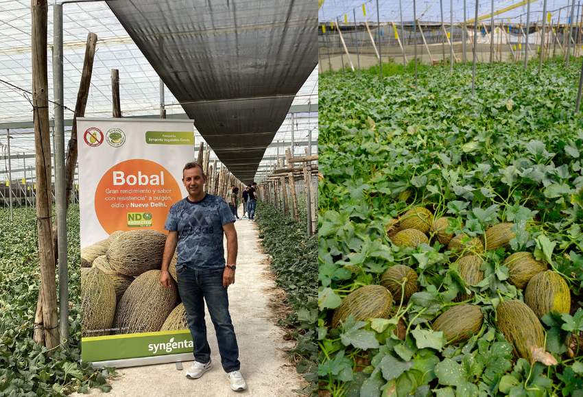 Melón Bobal