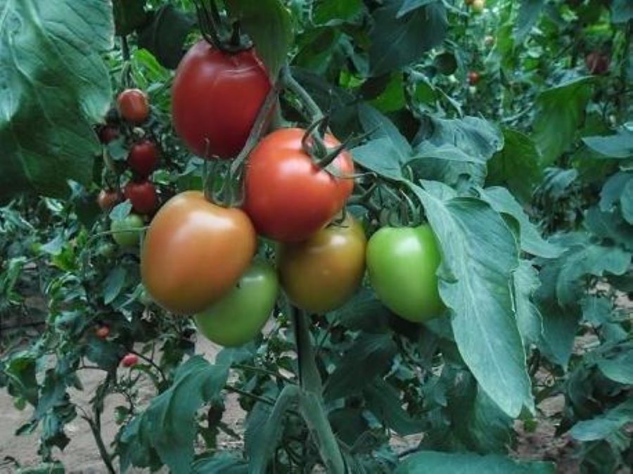 Tomates