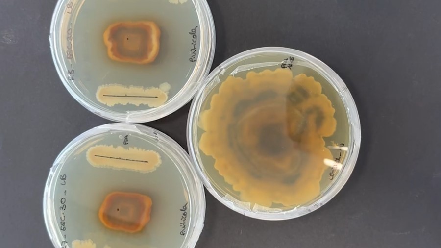 biopesticidas