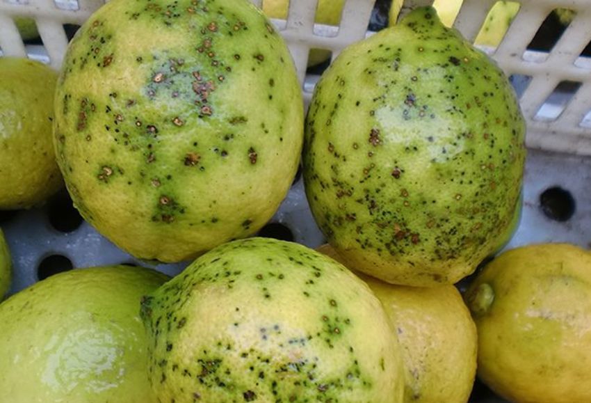 cítricos mancha