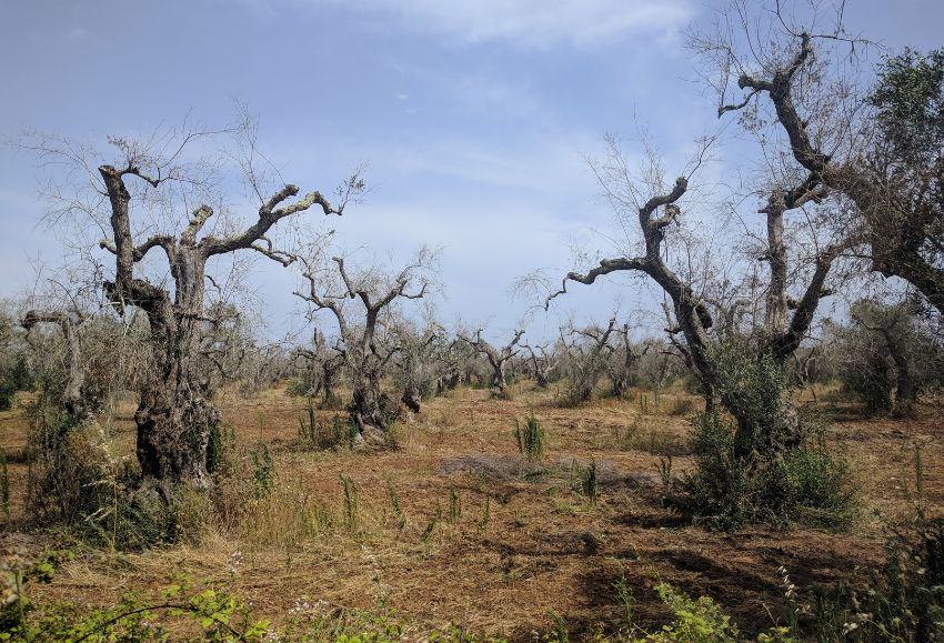 xylella