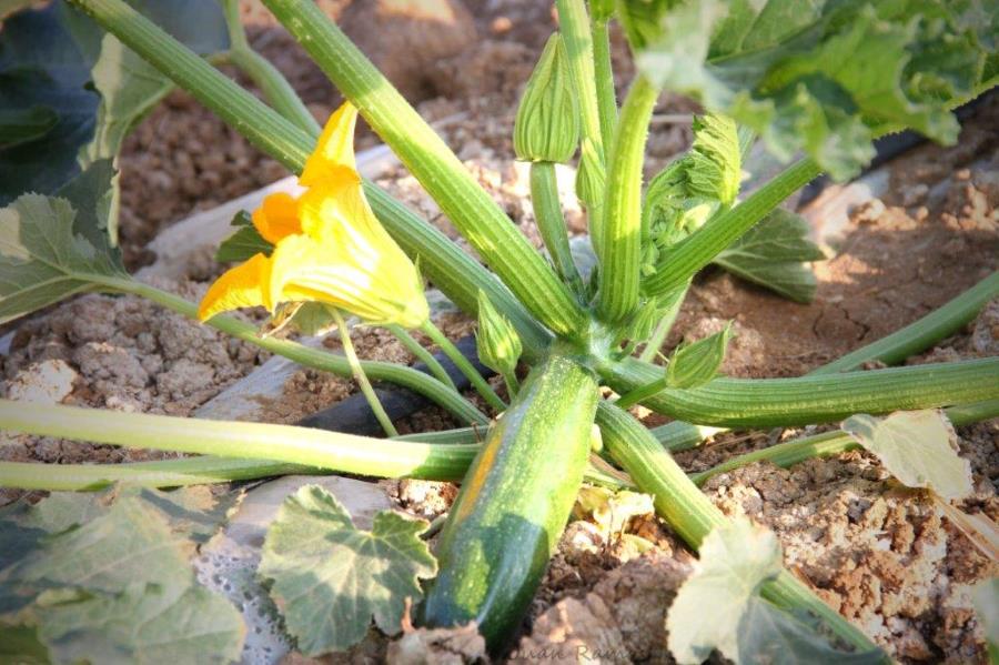 Calabacin