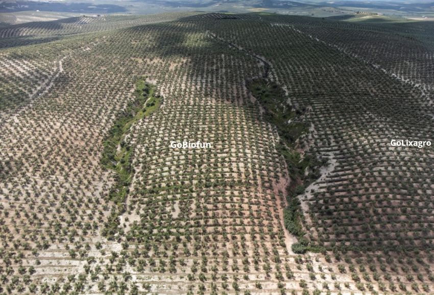 Cárcavas entre olivos