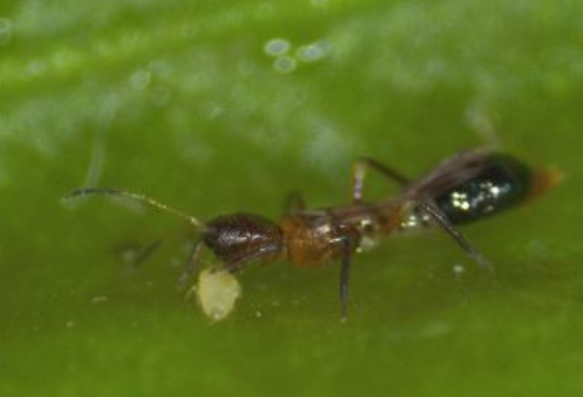 Franklinothrips megalops_Ifapa