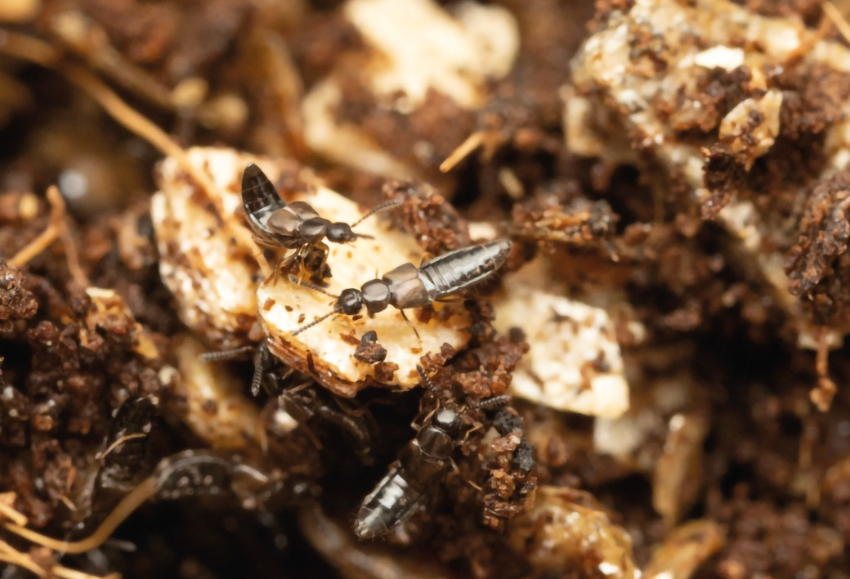 Guía Thrips parvispinus_Bioline (2)
