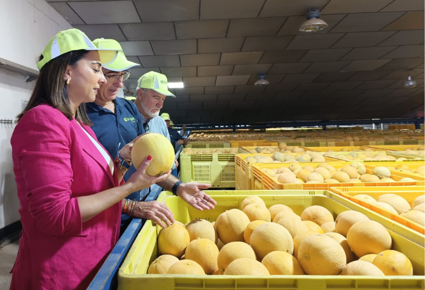 Melón-Gregal-Murcia