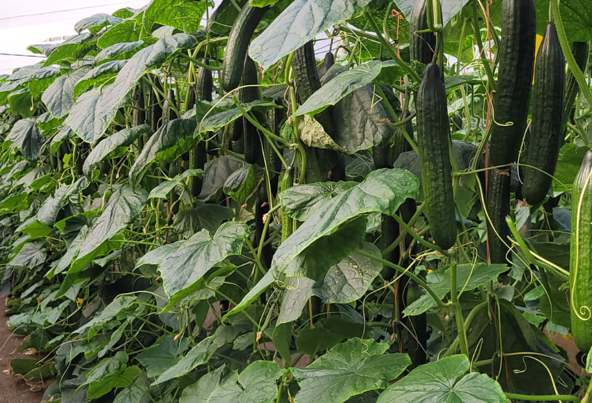 Pepino largo_Basf Nunhems