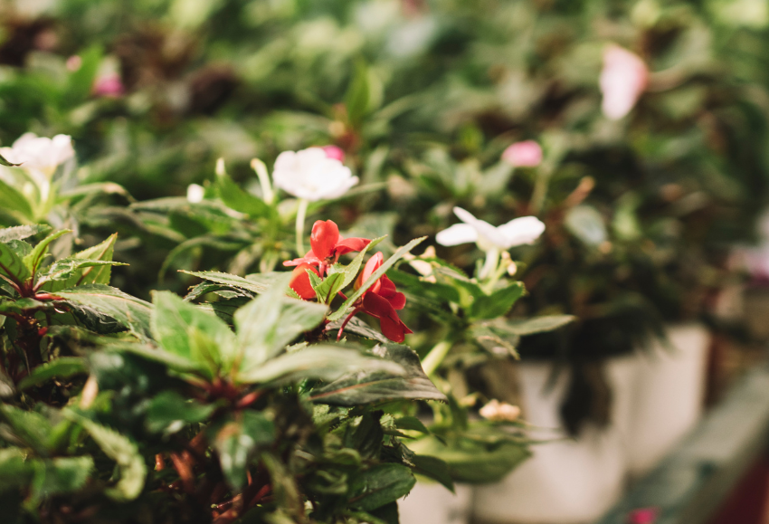 Planta ornamental