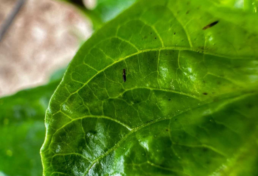 Thrips parvispinus_ok