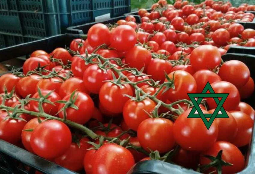 Tomate-Marruecos