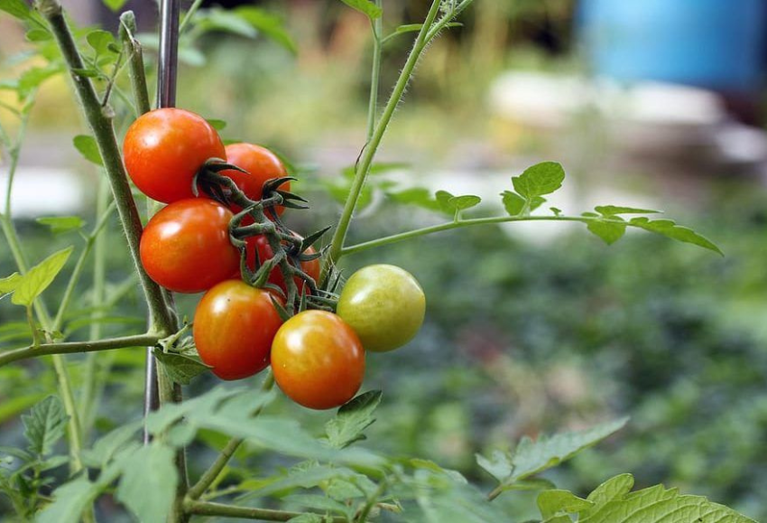 tomate ecológico_ok