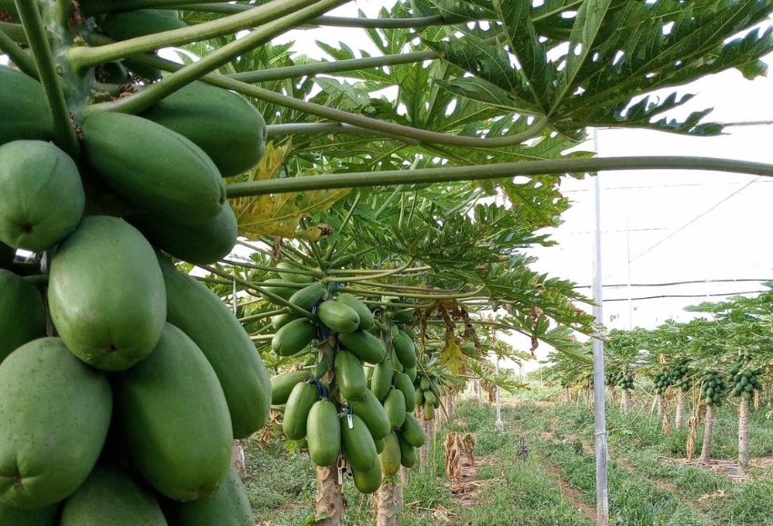 papaya