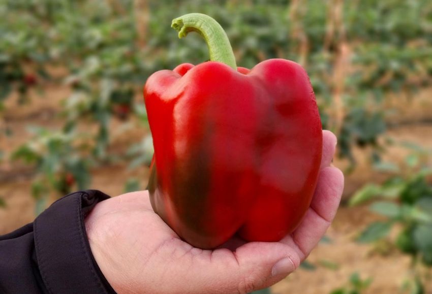 pimientos fito