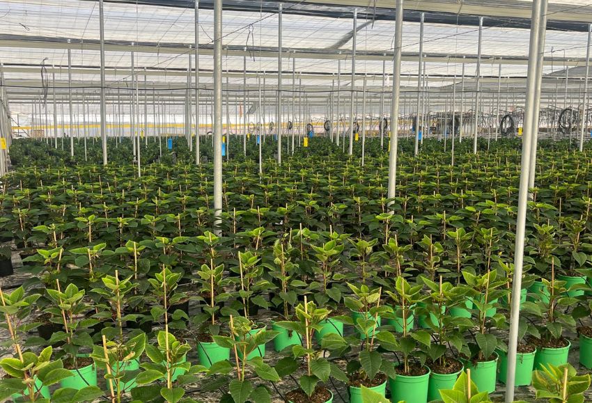 poinsetia