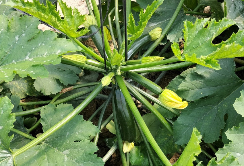 calabacin-semillas-fito