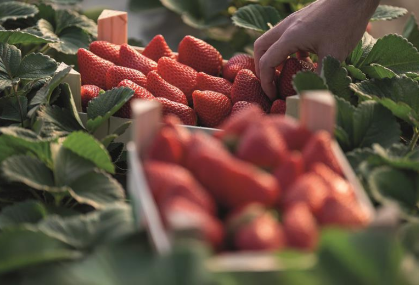 fresas
