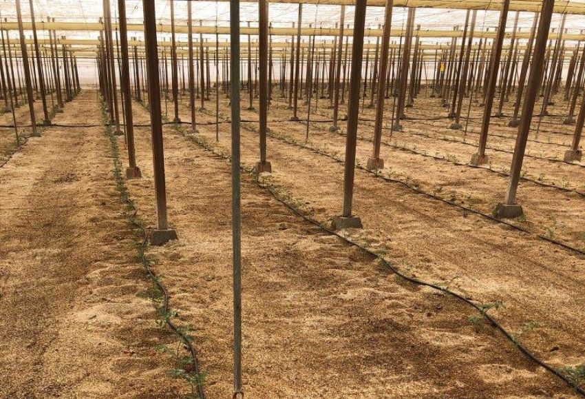 invernadero tomates inicio
