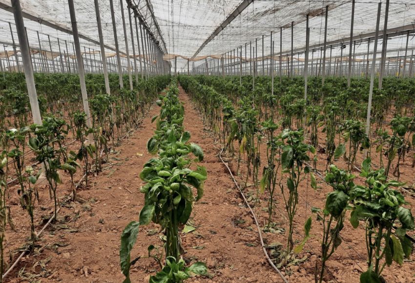 parvidpinus en pimiento