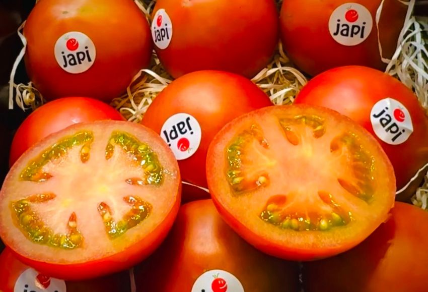 tomate japi sakata