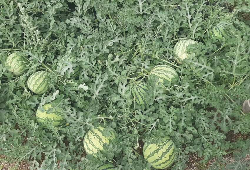 SANDIAS FITO