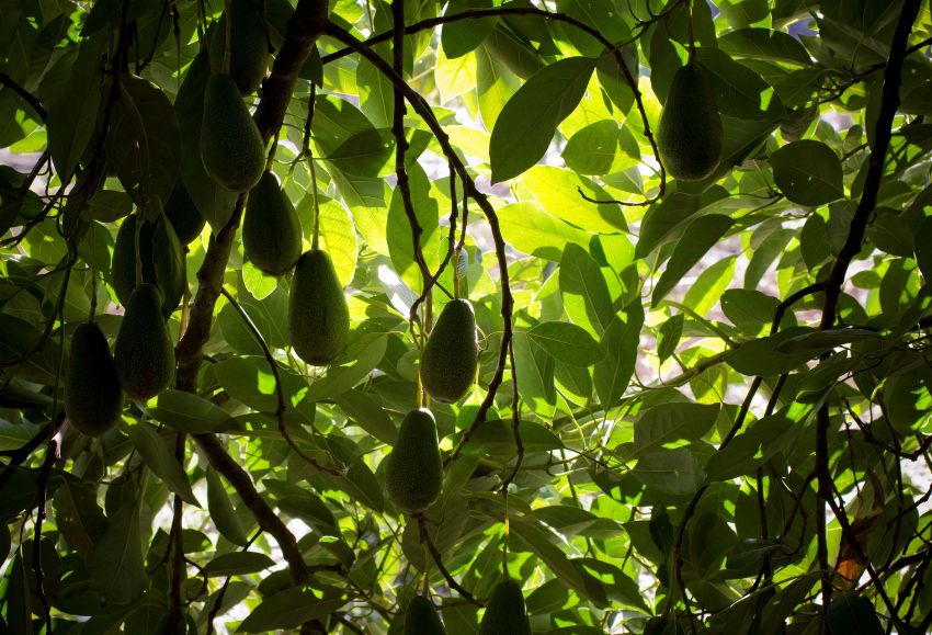 aguacates