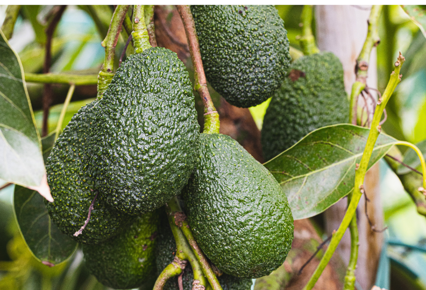 aguacates