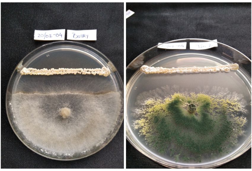 bacterias solarización