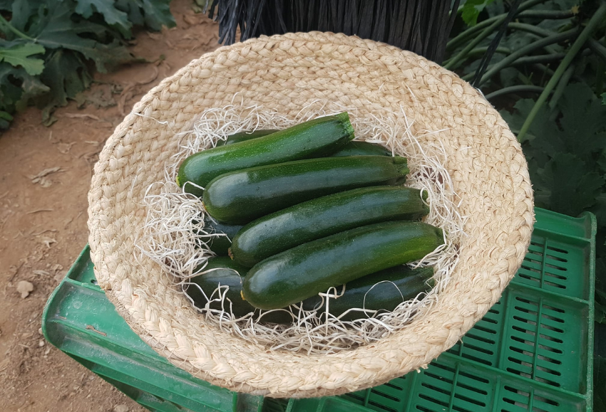 calabacin-kairoh