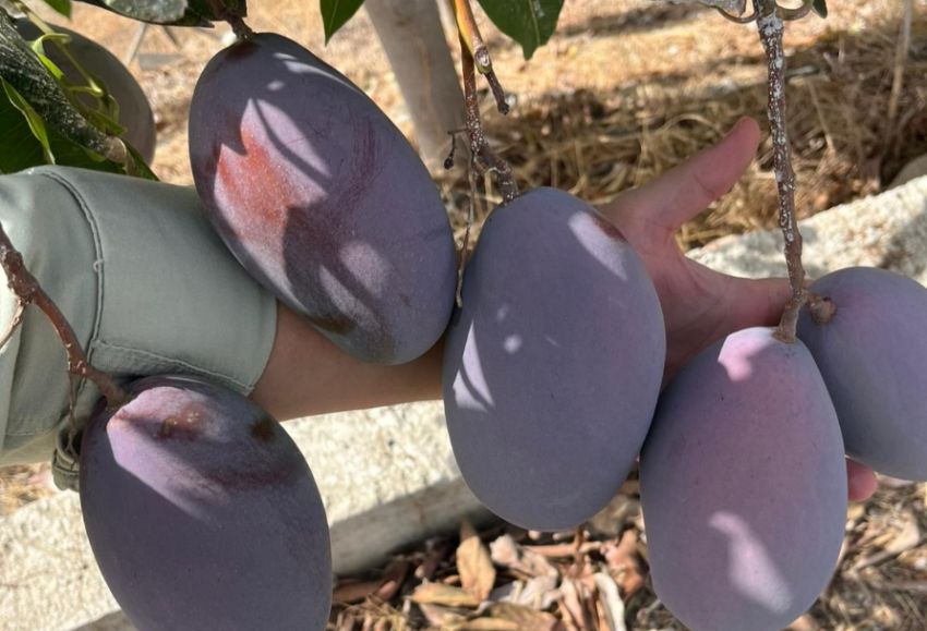 mango nacional