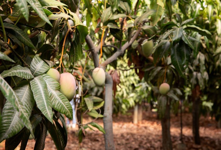 mangos