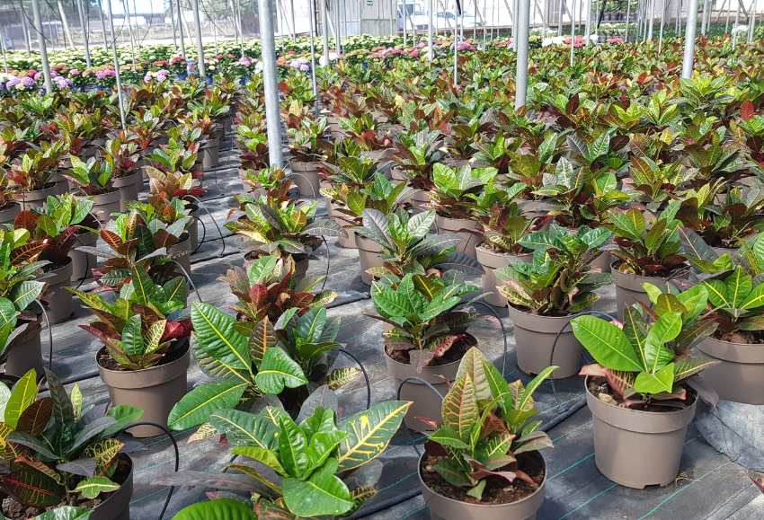 planta-de-flor-figueplant