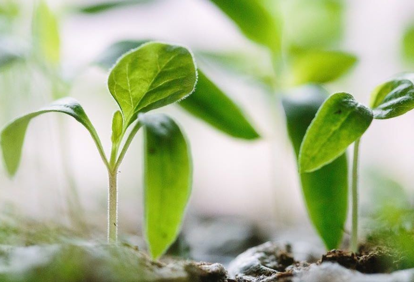 plantas-innovacion