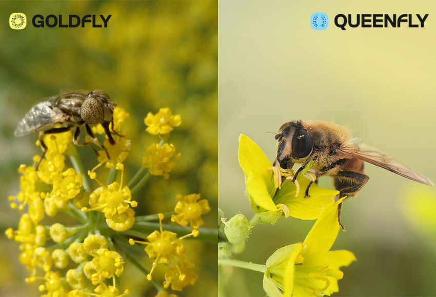 polyfly-euroseeds (2)