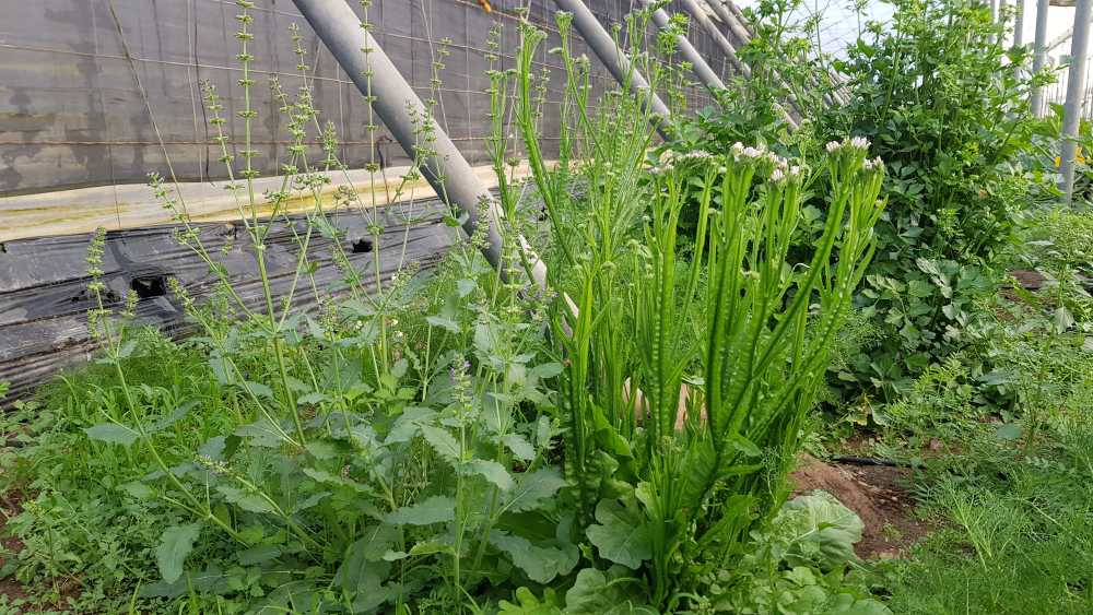 plantas reservorio