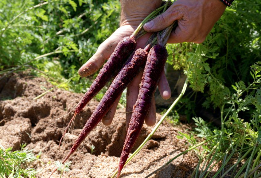 zanahoria morada