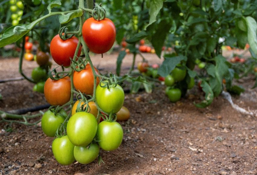 tomate panoramix