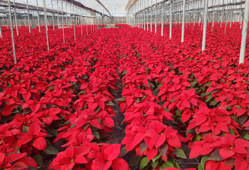 flor-de-pascua-figueplant