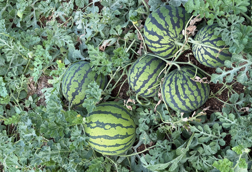 sandia-semillas-fito