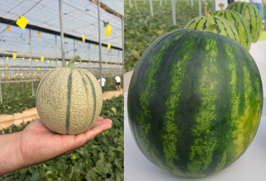 semillas-fito-melon-sandiasemillas-fito-melon-sandia