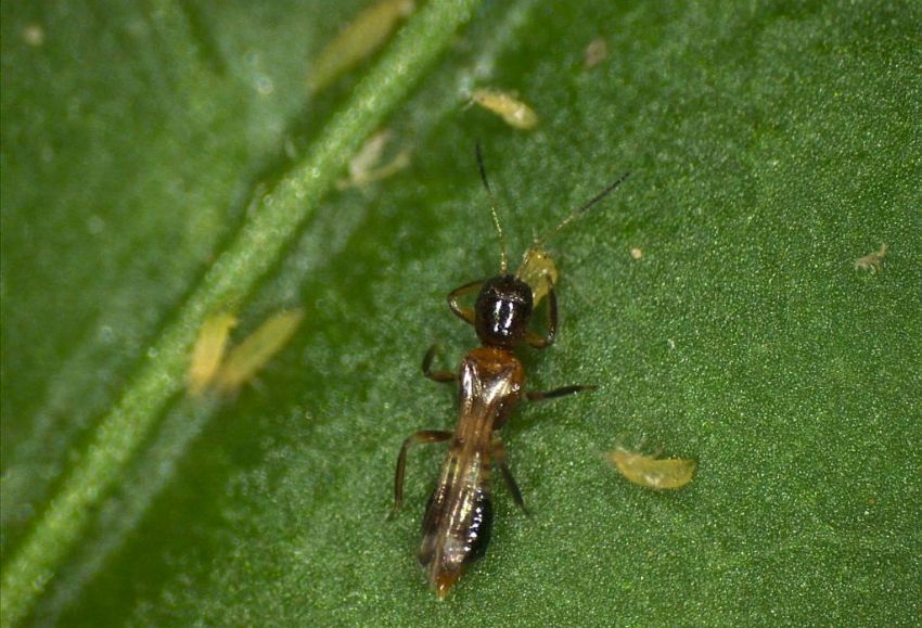 trips parvispinus