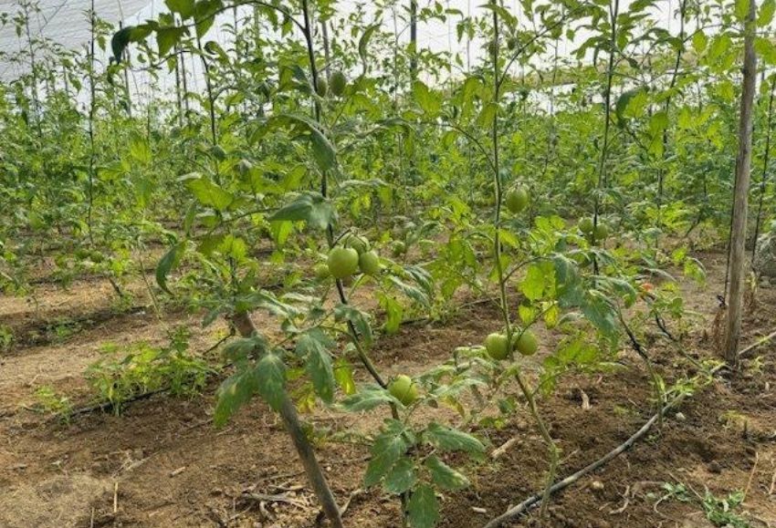 tomates invernadero