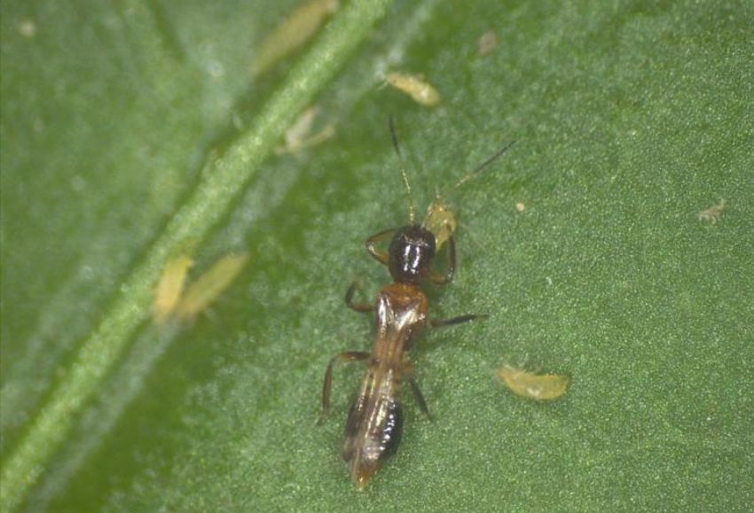 Hembra F megalops, depredador de T parvispinus (2)