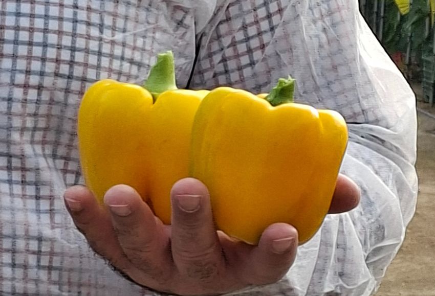 amarillo pimientos fito