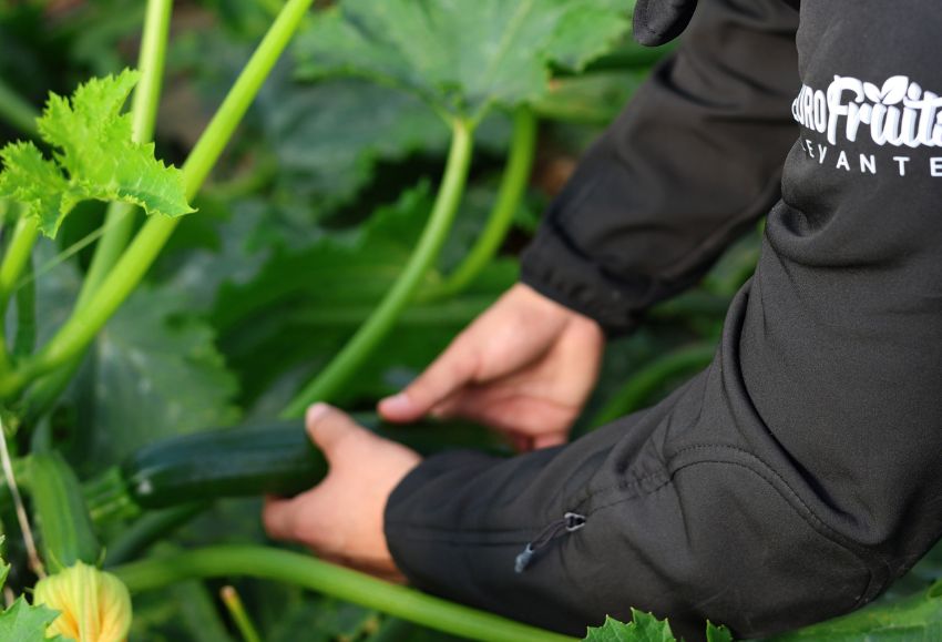eurofruits anecoop